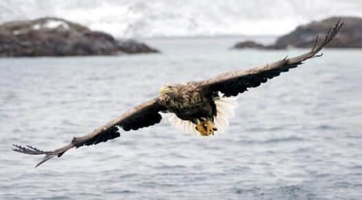 Tamara Lackey_Sea Eagles Norway