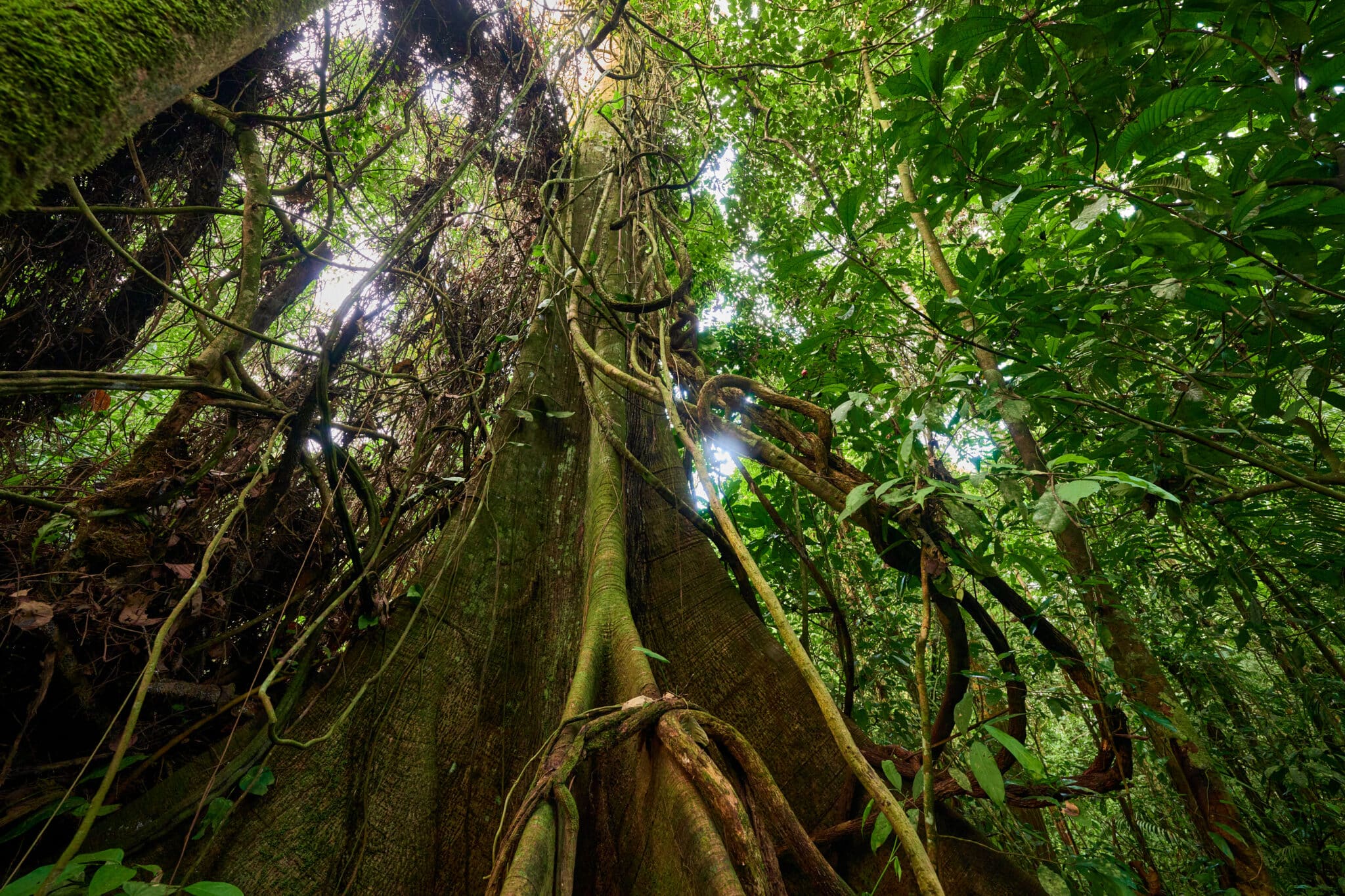 A Return to La Selva and the Amazon Jungle